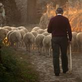 THE LORD'S MY SHEPHERD (Psalm 23)